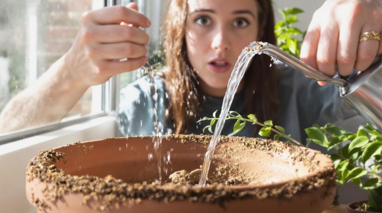 J&rsquo;étalais du marc de café pour nourrir mes plantes : en grattant la croûte un mois plus tard, j&rsquo;ai finalement compris pourquoi elles crevaient de soif
